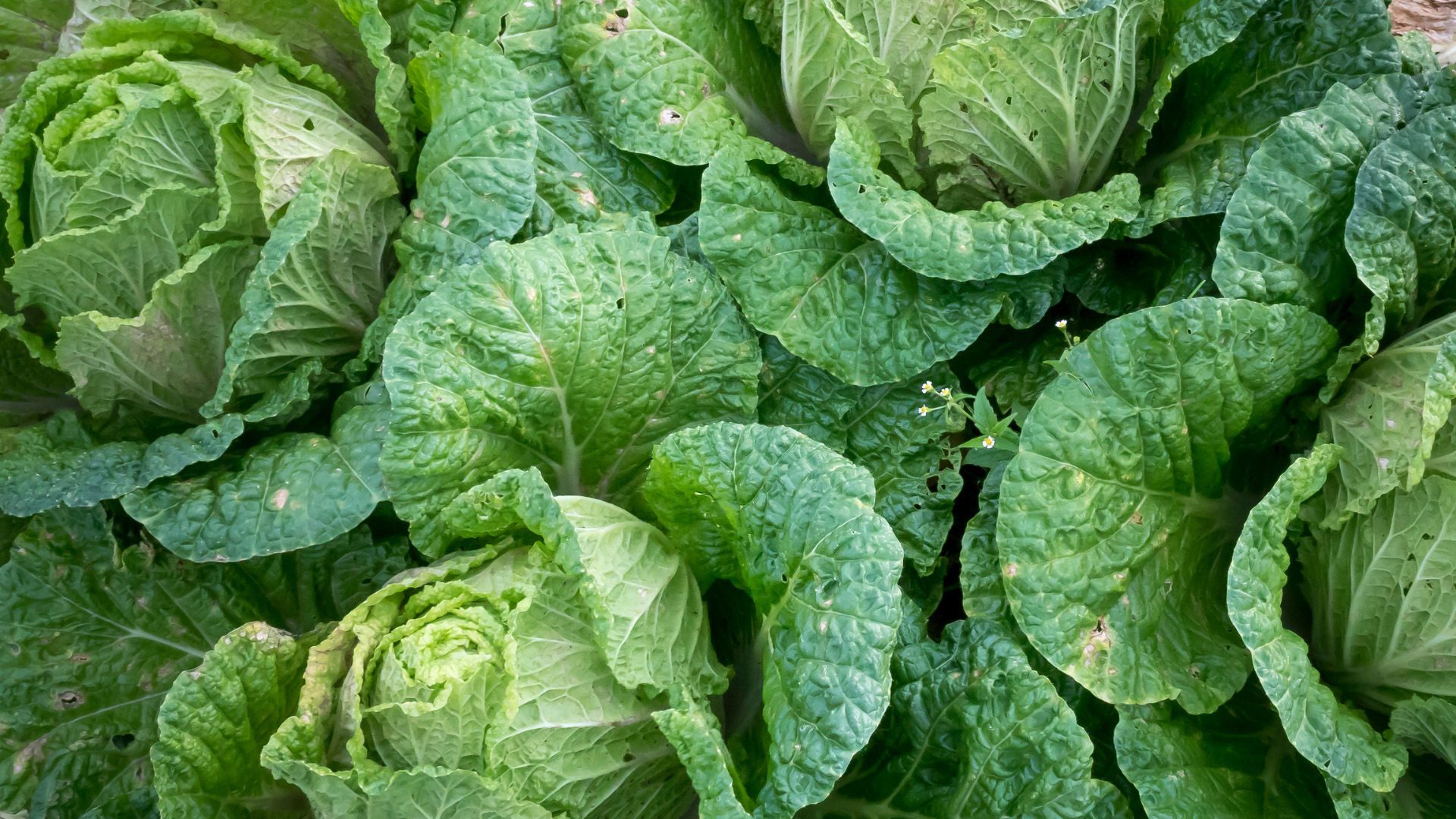 OPEN KITCHEN: Head of cabbage | Switzerland Tourism