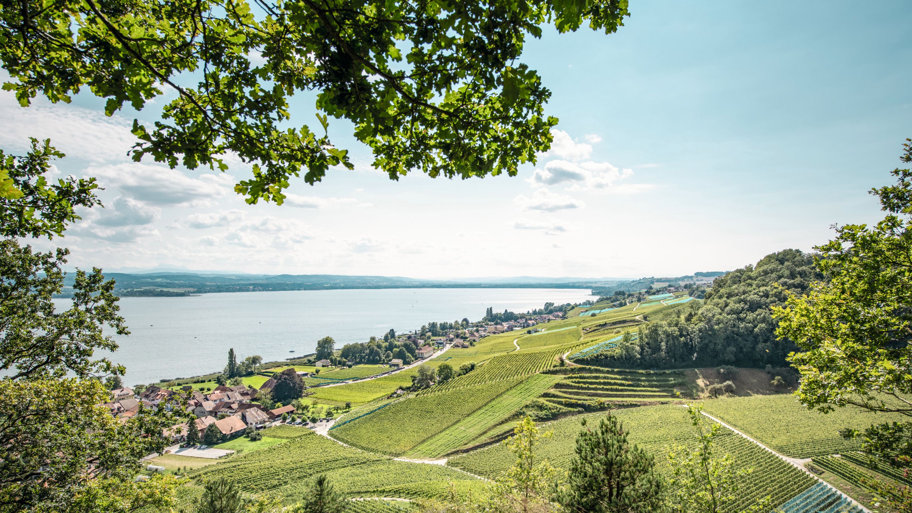 Understanding the Current Outbreak in Vaud Understanding the Current Outbreak in Vaud
