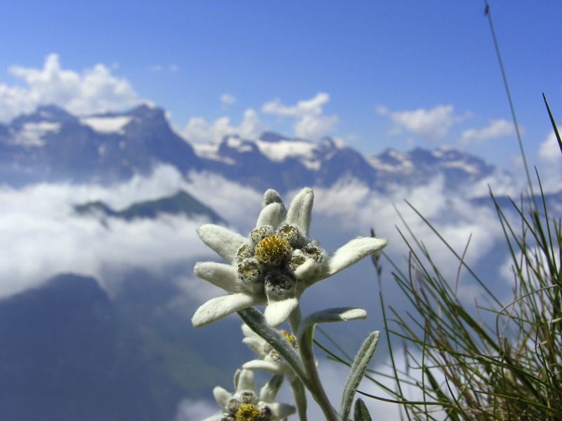 Jardins alpins | Suisse Tourisme