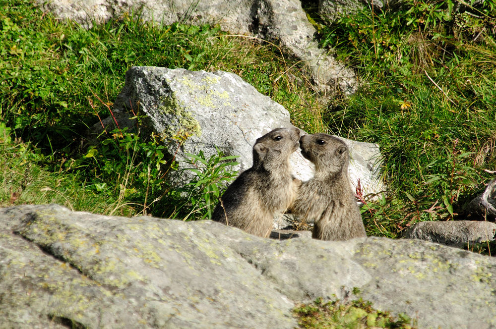 Marmot radius deals