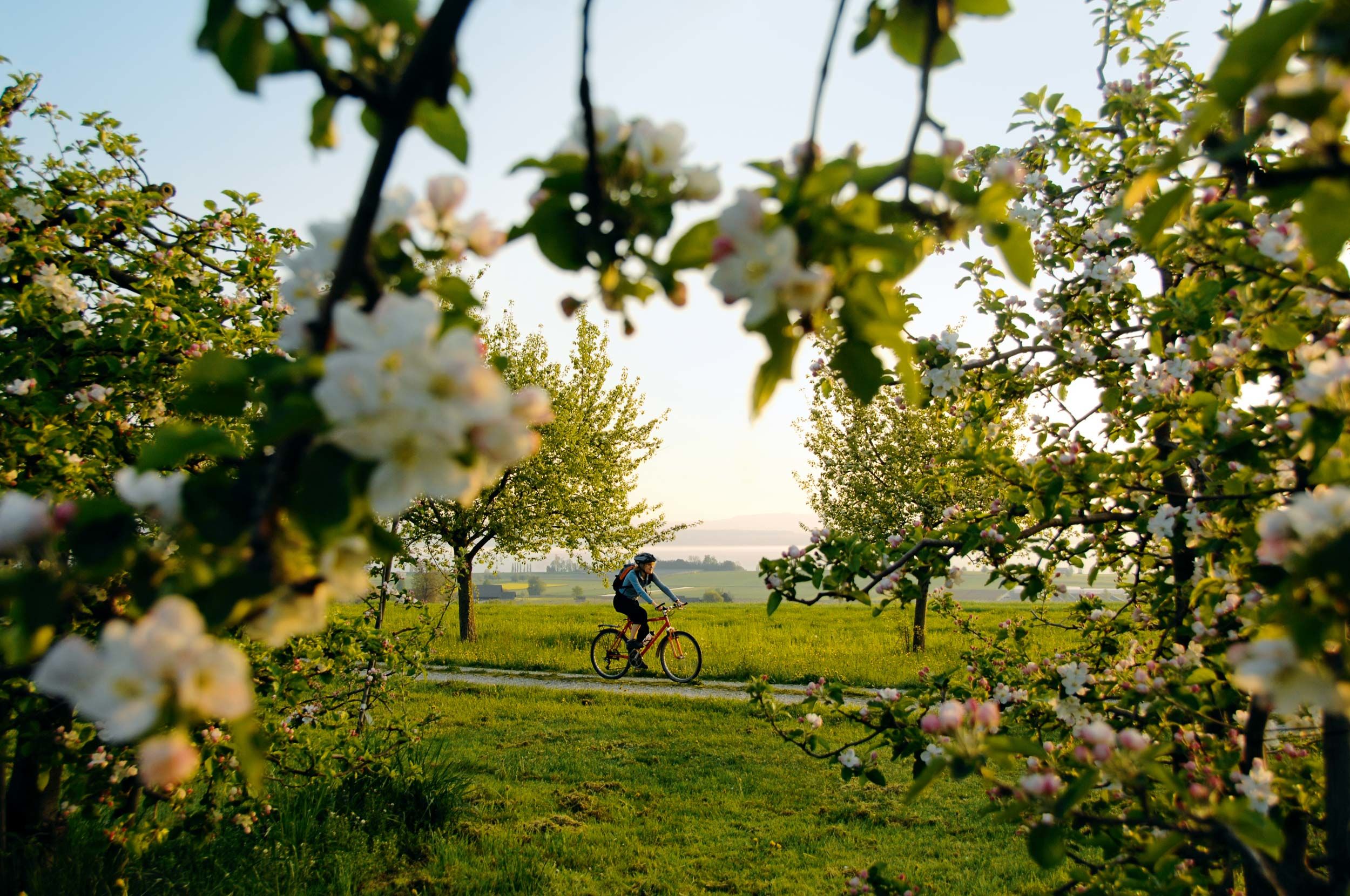 www.myswitzerland.com