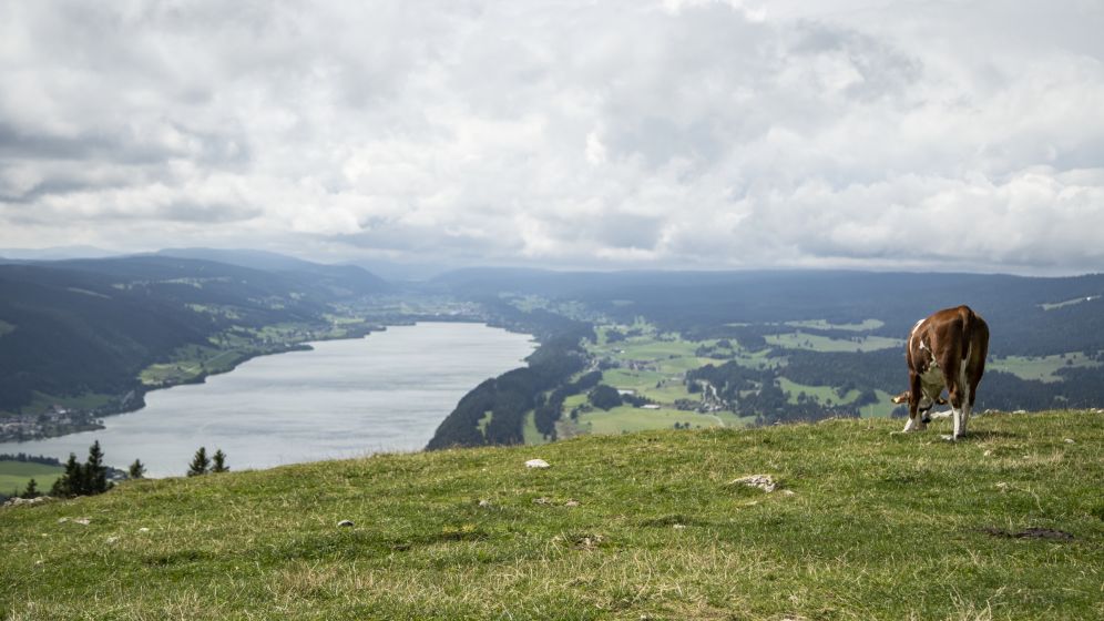 Lake Geneva Region, summer, peak, panorama, meadow, forest, lake, hiking
