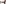 Valais, snow, client/company event, supporting programme, woman, dog, St. Bernard